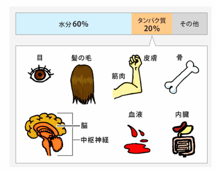 何故プロテインを飲まないといけない